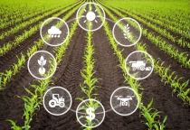 Chuyển Đổi Sang Nông Nghiệp Hữu Cơ: Những Khó Khăn & Quả Ngọt Đầu Mùa