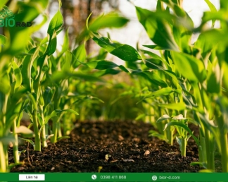 Công nghệ vi sinh trong nông nghiệp giúp cải tạo đất và nâng cao năng suất cây trồng như thế nào?