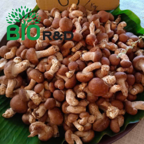 Chồi Nấm Hương tươi còn gốc