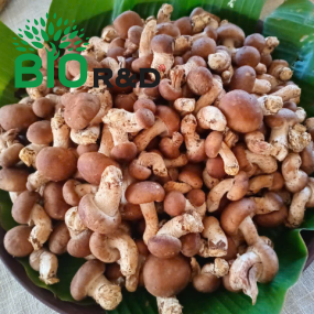 Nấm tươi nở lớn