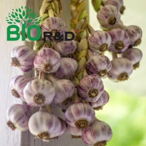 Tỏi chùm đà lạt