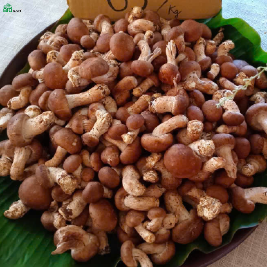 Chồi Nấm Hương tươi còn gốc