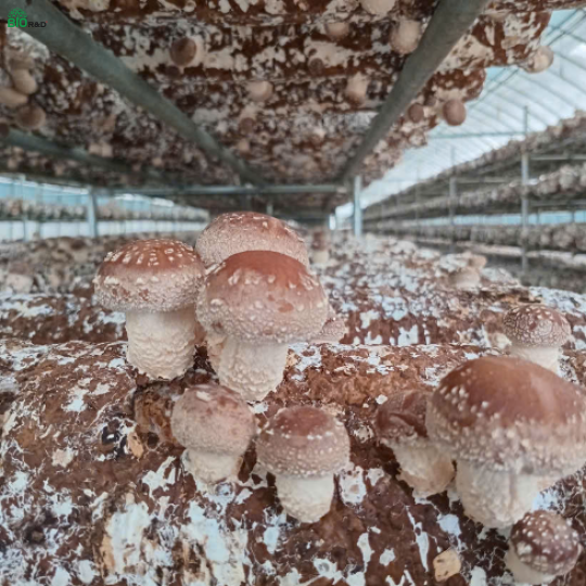 Nấm hương bao tử còn gốc