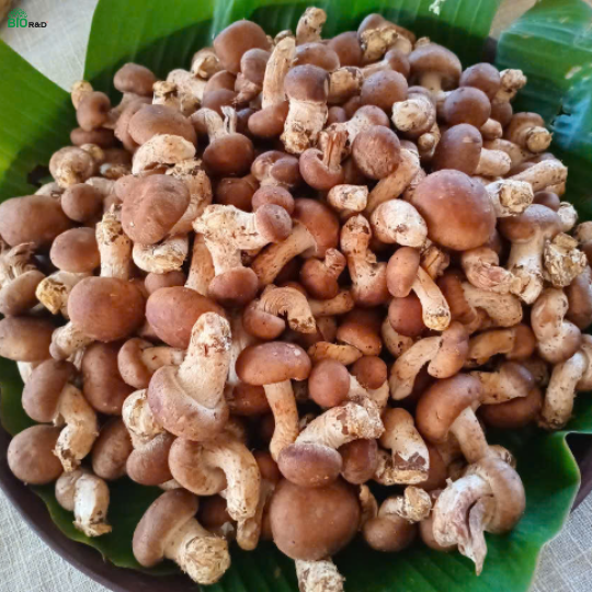 Nấm tươi nở lớn