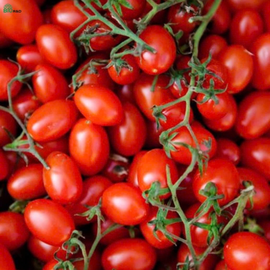 Cà Chua Cherry 