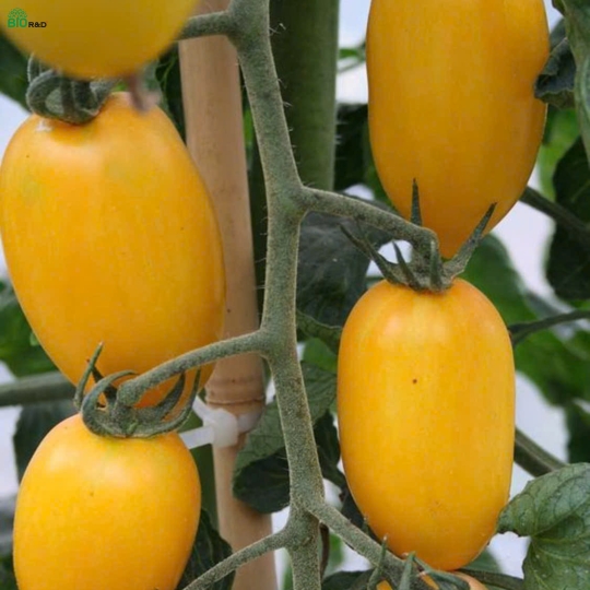 Cà Chua Cherry Vàng