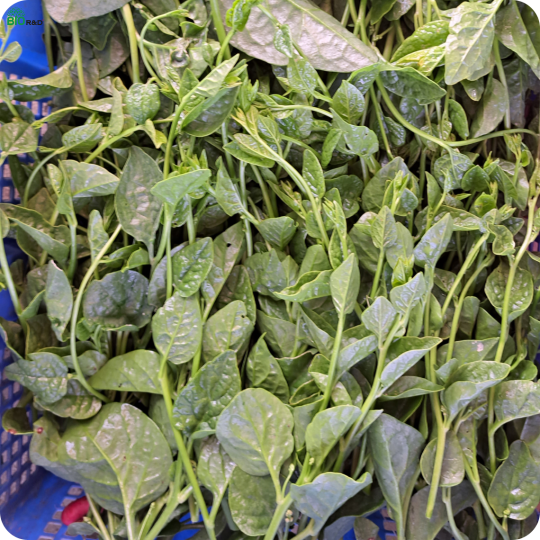 Chân Nấm Hương khô loại 2 cắt