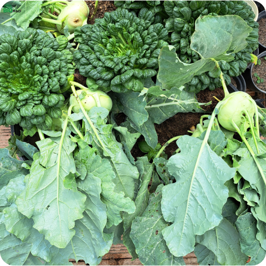 Chân Nấm Hương khô loại 2 cắt