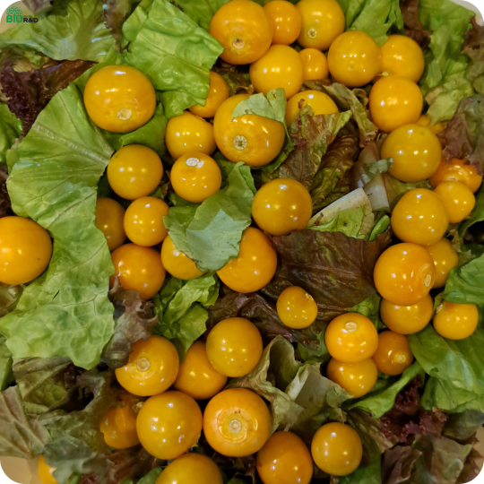 Chân Nấm Hương khô loại 2 cắt